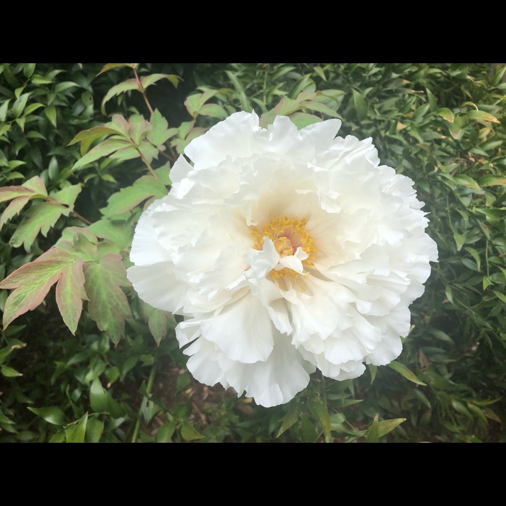 Meet your Posher, Anne Gibboney